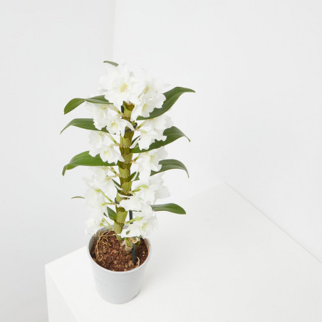 ORQUÍDEA DENDROBIUM NOBILE BLANCA 1 TALLO MACETA 12CM