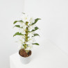 ORQUÍDEA DENDROBIUM NOBILE BLANCA 1 TALLO MACETA 12CM