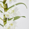 ORQUÍDEA DENDROBIUM NOBILE BLANCA 1 TALLO MACETA 12CM