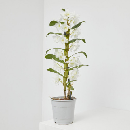 ORQUÍDEA DENDROBIUM NOBILE BLANCA 1 TALLO MACETA 12CM