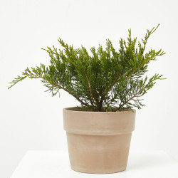 JUNIPERUS TAPIZANTE MACETA 3 LITROS