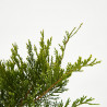 JUNIPERUS TAPIZANTE MACETA 3 LITROS
