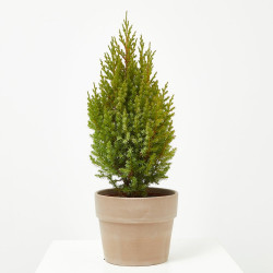 JUNIPERUS CHINENSIS MACETA 3 LITROS