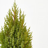 JUNIPERUS CHINENSIS MACETA 3 LITROS