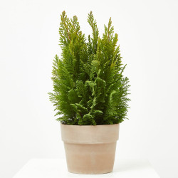 CHAMAECYPARIS MACETA 15CM