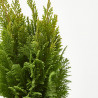 CHAMAECYPARIS MACETA 15CM