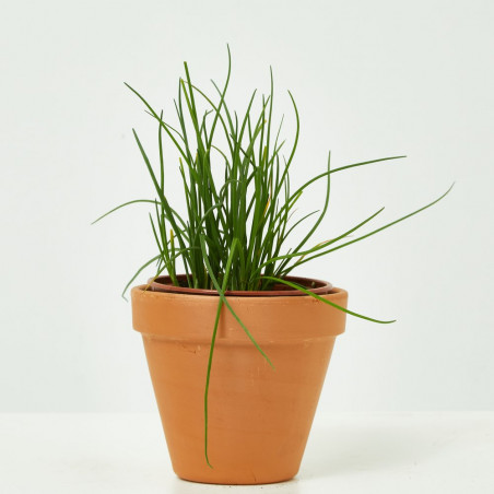 CEBOLLINO MACETA 13CM