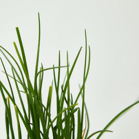 CEBOLLINO MACETA 13CM