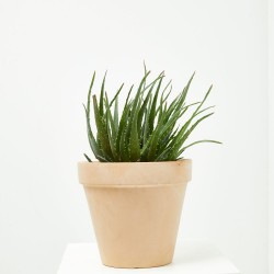 ALOE DE EXTERIOR MACETA 20CM