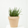 ALOE DE EXTERIOR MACETA 20CM