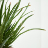 ALOE DE EXTERIOR MACETA 20CM