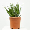 ALOE DE EXTERIOR MACETA 20CM