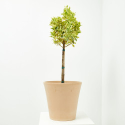 EVONYMUS JAP BRAVO MINI ARBOLITO MACETA 20CM