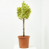 EVONYMUS JAP BRAVO MINI ARBOLITO MACETA 20CM