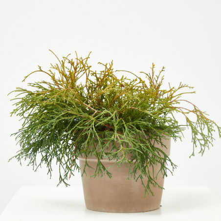 CHAMAECYPARIS SUNGOLD MACETA 15CM