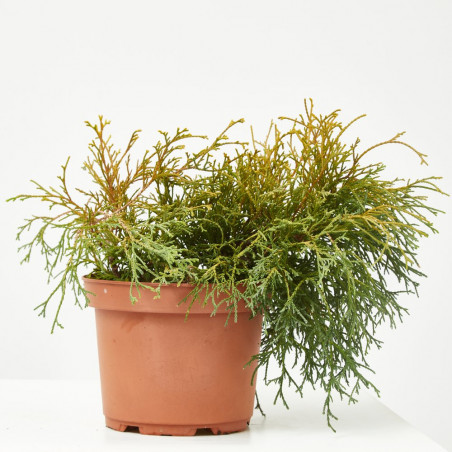 CHAMAECYPARIS SUNGOLD MACETA 15CM