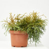 CHAMAECYPARIS SUNGOLD MACETA 15CM