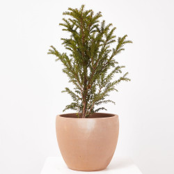 TAXUS BACCATA MACETA 20CM