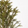 TAXUS BACCATA MACETA 20CM