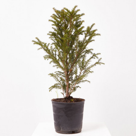 TAXUS BACCATA MACETA 20CM