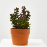 LEUCOTHOE RIZADO MACETA 15CM
