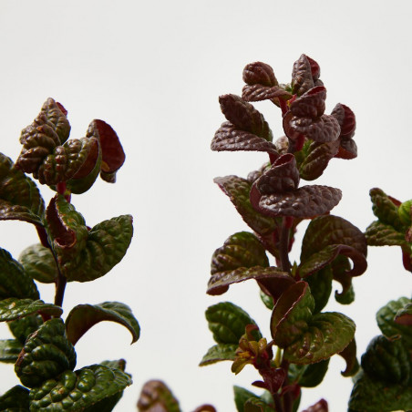 LEUCOTHOE RIZADO MACETA 15CM