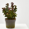 LEUCOTHOE RIZADO MACETA 15CM