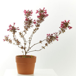 WEIGELIA MACETA 15CM