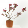 WEIGELIA MACETA 15CM