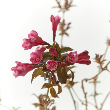 WEIGELIA MACETA 15CM