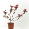 WEIGELIA MACETA 15CM