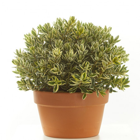 HEBE EN TARRINA 25CM