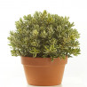 HEBE EN TARRINA 25CM