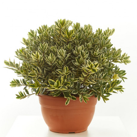 HEBE EN TARRINA 25CM