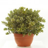 HEBE EN TARRINA 25CM