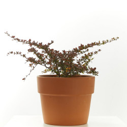 BERBERIS MACETA 15CM