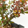 BERBERIS MACETA 15CM