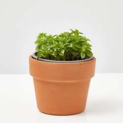 ALBAHACA ANTIMOSQUITOS MACETA 13 CM