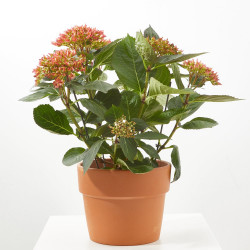 HORTENSIA MACETA 19CM COLECCIÓN