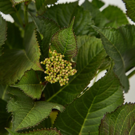 HORTENSIA MACETA 19CM COLECCIÓN