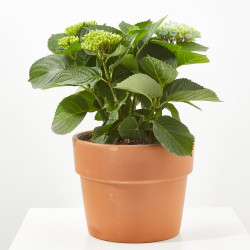 HORTENSIA MACETA 23CM MAGICAL