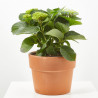 HORTENSIA MACETA 23CM MAGICAL