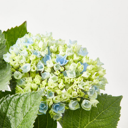 HORTENSIA MACETA 23CM MAGICAL