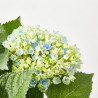 HORTENSIA MACETA 23CM MAGICAL
