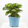 HORTENSIA MACETA 23CM MAGICAL