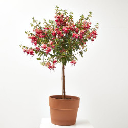 PENDIENTE DE LA REINA - COPA MACETA 5 LITROS