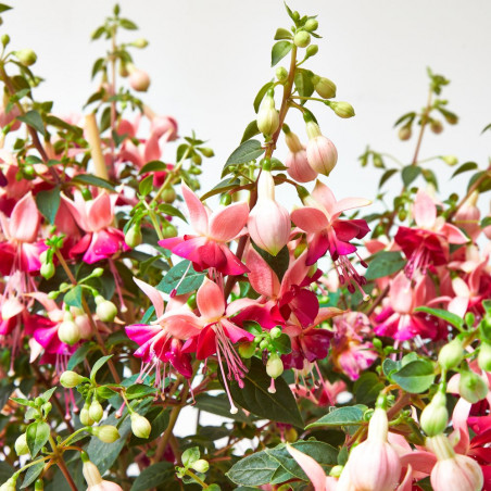 PENDIENTE DE LA REINA - COPA MACETA 5 LITROS