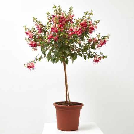 PENDIENTE DE LA REINA - COPA MACETA 5 LITROS