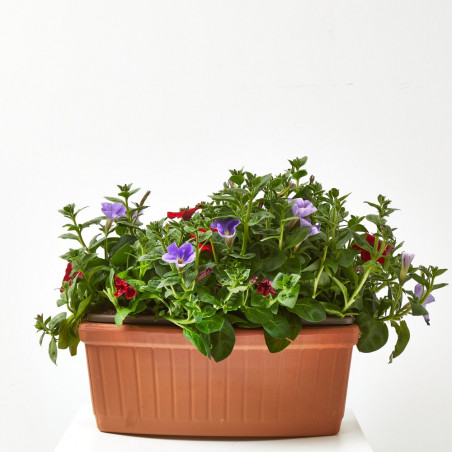 SURFINIA JARDINERA 40CM