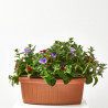 SURFINIA JARDINERA 40CM